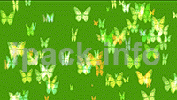 Buy butterfly video background