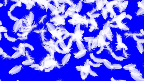Buy Animated video transition falling feather wings on blue chroma key