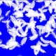 Buy Animated video transition falling feather wings on blue chroma key