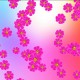 Buy Pink Flowers On color background