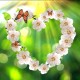 Buy video animated flowers hearts