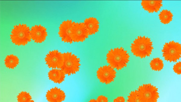 Buy Yellow flowers on turquoise background video