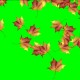 Buy autumn leaves video background