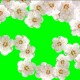 Buy white flower background